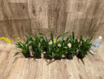 Multi Spikes  Oncidium cheirophorum × sib (2” Pot) - Image 9