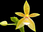 Phalaenopsis cornu-cervi ‘flava’