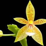 Phalaenopsis cornu-cervi ‘flava’