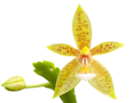 Phalaenopsis cornu-cervi ‘flava’ (3” Pot) - Image 2