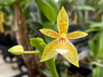 Phalaenopsis cornu-cervi ‘flava’