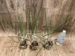 Brassavola cucullata (3" Pot) - Image 3