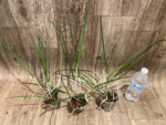 Brassavola cucullata (3" Pot) - Image 4