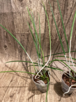 Brassavola cucullata (3" Pot) - Image 5