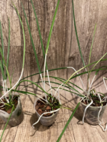 Brassavola cucullata (3" Pot) - Image 6