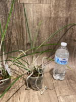 Brassavola cucullata (3" Pot) - Image 7