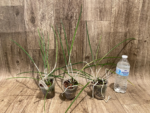 Brassavola cucullata (3" Pot) - Image 8
