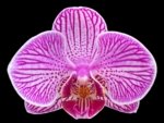 Phalaenopsis I-Hsin Bubble Gum (3” pot) - Image 2