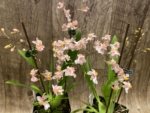Fragrant Mini Oncidium Misaki Twinkle Oby (3.5” Pot) - Image 2