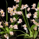 Fragrant Mini Oncidium Misaki Twinkle Oby (3.5” Pot)