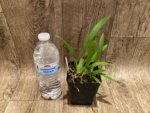Fragrant Mini Oncidium Misaki Twinkle Oby (3.5” Pot) - Image 6