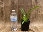 Fragrant Mini Oncidium Misaki Twinkle Oby (3.5” Pot) - Image 4