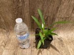 Fragrant Mini Oncidium Misaki Twinkle Oby (3.5” Pot) - Image 5