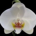 Phalaenopsis Dtps I-Hsin Polar Bear (4" pot)