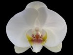 Phalaenopsis Dtps I-Hsin Polar Bear (4" pot) - Image 2