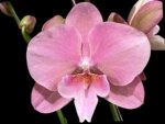 In Bloom Hard to Find Phalaenopsis Pink Icing (4.5" pot)