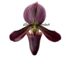 Paph. Avenue Azhar x Satchel’s Legend AM/AOS (2” pot) - Image 2