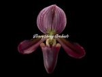 Paph. Avenue Azhar x Satchel’s Legend AM/AOS (2” pot)