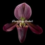 Paph. Avenue Azhar x Satchel’s Legend AM/AOS (2” pot)