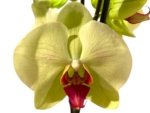 Tall Spike Phalaenopsis Dolce Golden Beauty “LX149” (4.5" pot) - Image 2