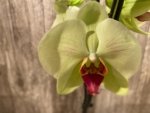 Tall Spike Phalaenopsis Dolce Golden Beauty “LX149” (4.5" pot) - Image 4