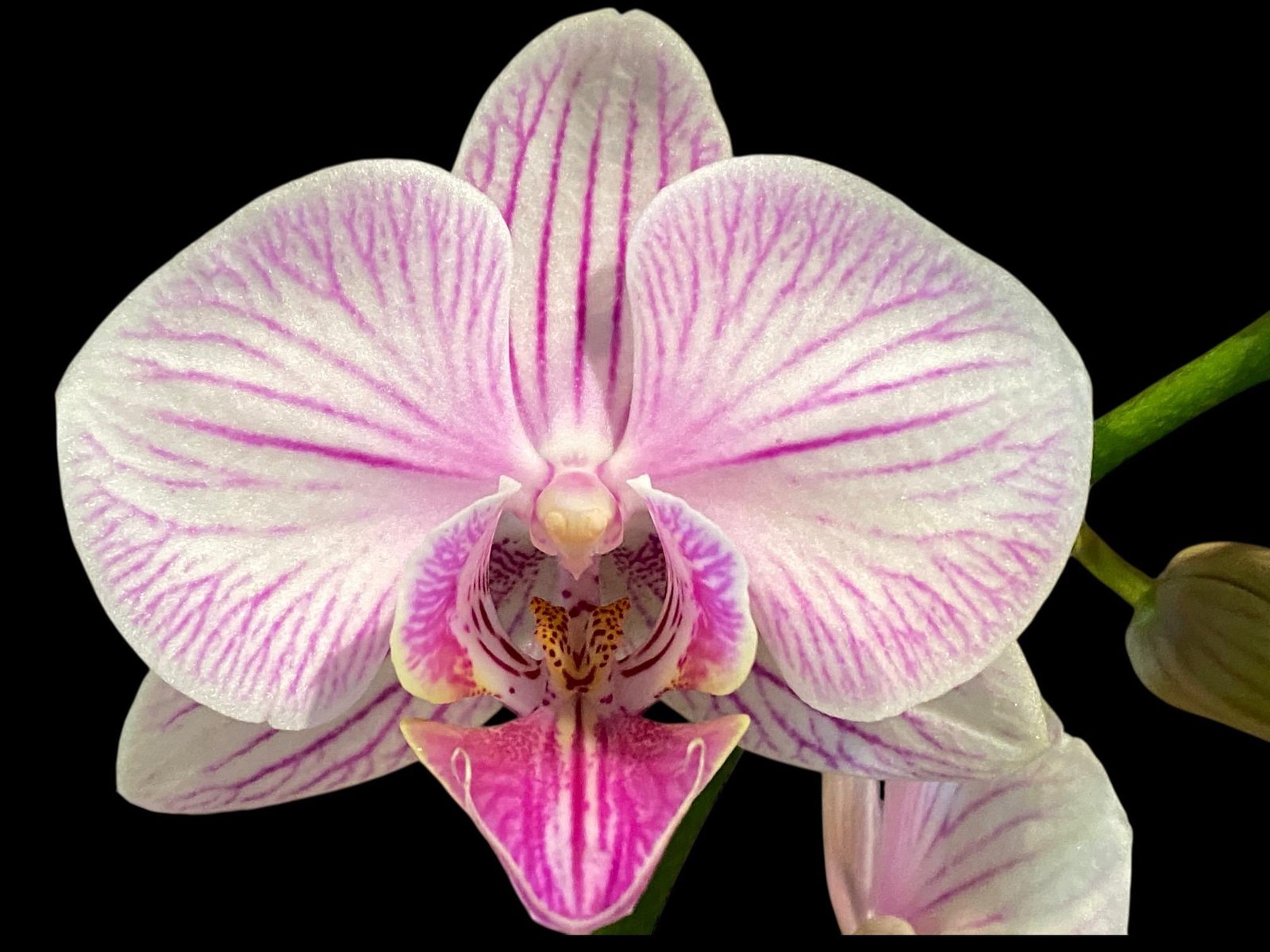 il_fullxfull.7863490576_6t3q.jpg Phalaenopsis I-Hsin Charming Cherry (3” Pot) - Image 1
