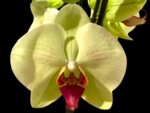 Tall Spike Phalaenopsis Dolce Golden Beauty “LX149” (4.5" pot)