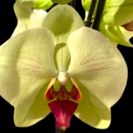 Tall Spike Phalaenopsis Dolce Golden Beauty “LX149” (4.5" pot)
