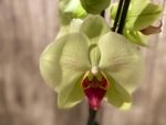 Tall Spike Phalaenopsis Dolce Golden Beauty “LX149” (4.5" pot) - Image 3
