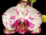 Multi Spikes Phalaenopsis OX Little Prince (4.5" Pot)