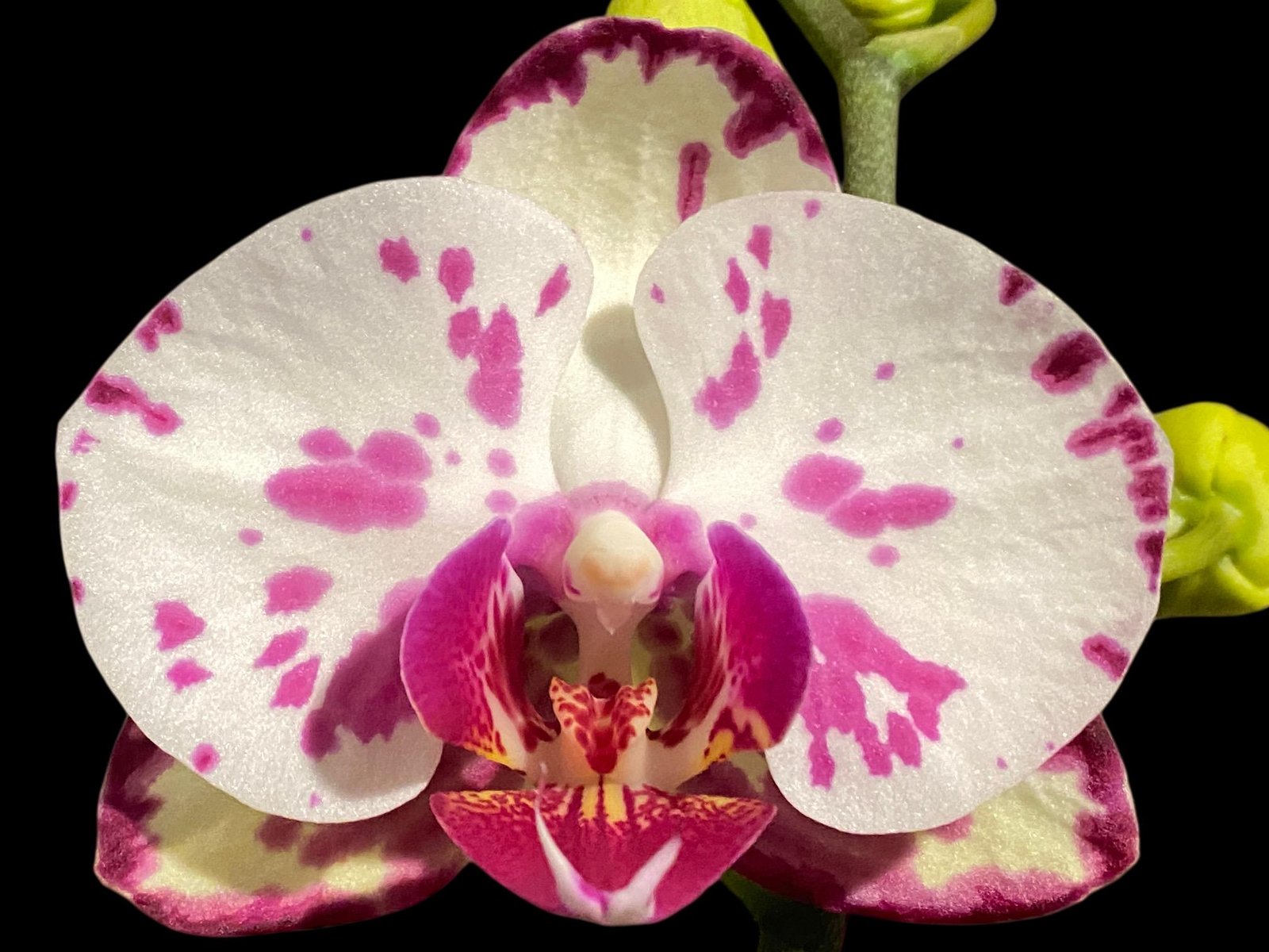 il_fullxfull.7993817928_54q7.jpg Multi Spikes Phalaenopsis OX Little Prince (4.5" Pot) - Image 1