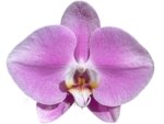 In Bloom Phalaenopsis Shulong Soft Pink ‘Large Flowers’ (4.5" pot) - Image 2