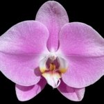 In Bloom Phalaenopsis Shulong Soft Pink ‘Large Flowers’ (4.5" pot)