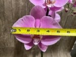 In Bloom Phalaenopsis Shulong Soft Pink ‘Large Flowers’ (4.5" pot) - Image 5