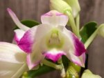 In Buds - Dendrobium Lucky Girl (3.5” pot) - Image 4