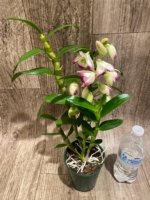 In Buds - Dendrobium Lucky Girl (3.5” pot) - Image 8