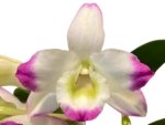 In Buds - Dendrobium Lucky Girl (3.5” pot) - Image 2