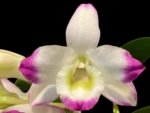 In Buds - Dendrobium Lucky Girl (3.5” pot)