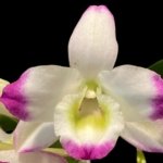 In Buds - Dendrobium Lucky Girl (3.5” pot)