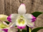 In Buds - Dendrobium Lucky Girl (3.5” pot) - Image 3