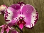 Tall Spike Phalaenopsis Magic Art (4.5" pot)