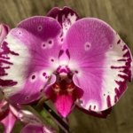 Tall Spike Phalaenopsis Magic Art (4.5" pot)