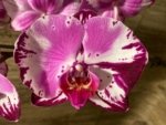 Tall Spike Phalaenopsis Magic Art (4.5" pot) - Image 2