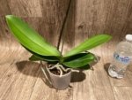 Tall Spike Phalaenopsis Magic Art (4.5" pot) - Image 8