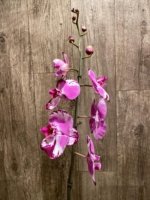 Tall Spike Phalaenopsis Magic Art (4.5" pot) - Image 4