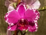 Double Spikes Phalaenopsis Yu Pin Burgundy ‘5051’ (3” Pot)