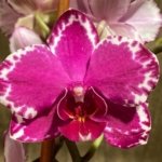 Double Spikes Phalaenopsis Yu Pin Burgundy ‘5051’ (3” Pot)