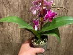 Double Spikes Phalaenopsis Yu Pin Burgundy ‘5051’ (3” Pot) - Image 5