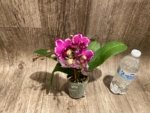 Double Spikes Phalaenopsis Yu Pin Burgundy ‘5051’ (3” Pot) - Image 8