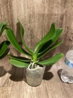 Phalaenopsis Dtps I-Hsin Polar Bear (4" pot) - Image 5